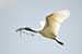 Birds Photography-Copyright © 2011 Dewakar Chandran birds photography