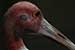 Birds Photography-Copyright © 2011 Dewakar Chandran birds photography