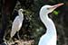 Birds Photography-Copyright © 2011 Dewakar Chandran birds photography