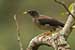 Birds Photography-Copyright © 2011 Dewakar Chandran birds photography
