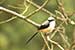 Birds Photography-Copyright © 2011 Dewakar Chandran birds photography