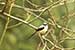 Birds Photography-Copyright © 2011 Dewakar Chandran birds photography