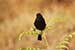 Birds Photography-Copyright © 2011 Dewakar Chandran birds photography