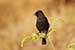 Birds Photography-Copyright © 2011 Dewakar Chandran birds photography