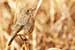 Birds Photography-Copyright © 2011 Dewakar Chandran birds photography