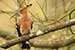 Birds Photography-Copyright © 2011 Dewakar Chandran birds photography