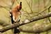 Birds Photography-Copyright © 2011 Dewakar Chandran birds photography