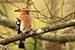 Birds Photography-Copyright © 2011 Dewakar Chandran birds photography