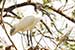 Birds Photography-Copyright © 2011 Dewakar Chandran birds photography