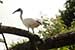 Birds Photography-Copyright © 2011 Dewakar Chandran birds photography