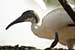 Birds Photography-Copyright © 2011 Dewakar Chandran birds photography