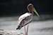 Birds Photography-Copyright © 2011 Dewakar Chandran birds photography