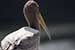 birds photography