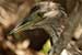 birds photography