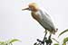 birds photography_Cattle egret