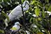 Birds Photography-Copyright © 2011 Dewakar Chandran birds photography