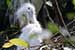 Birds Photography-Copyright © 2011 Dewakar Chandran birds photography