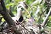 Birds Photography-Copyright © 2011 Dewakar Chandran birds photography