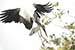 Birds Photography-Copyright © 2011 Dewakar Chandran birds photography