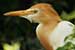 Birds Photography-Copyright © 2011 Dewakar Chandran birds photography