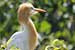 Birds Photography-Copyright © 2011 Dewakar Chandran birds photography