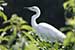Birds Photography-Copyright © 2011 Dewakar Chandran birds photography
