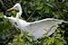 Birds Photography-Copyright © 2011 Dewakar Chandran birds photography
