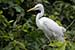 Birds Photography-Copyright © 2011 Dewakar Chandran birds photography