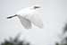 Birds Photography-Copyright © 2011 Dewakar Chandran birds photography
