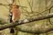 Birds Photography-Copyright © 2011 Dewakar Chandran birds photography