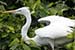 Birds Photography-Copyright © 2011 Dewakar Chandran birds photography