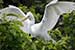 Birds Photography-Copyright © 2011 Dewakar Chandran birds photography