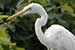 Birds Photography-Copyright © 2011 Dewakar Chandran birds photography