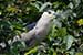 Birds Photography-Copyright © 2011 Dewakar Chandran Pond heron