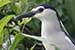 Birds Photography-Copyright © 2011 Dewakar Chandran Pond heron