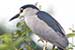 Birds Photography-Copyright © 2011 Dewakar Chandran Pond heron