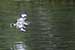 Birds Photography-Copyright © 2011 Dewakar Chandran Pied kingfisher
