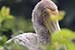 Birds Photography-Copyright © 2011 Dewakar Chandran Grey egret