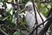 Birds Photography-Copyright © 2011 Dewakar Chandran Baby egret