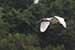 Birds Photography-Copyright © 2011 Dewakar Chandran birds photography