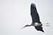 birds photography