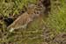 Pond heron