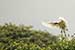birds photography