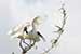 birds photography