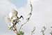birds photography