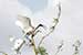 birds photography