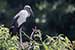 Birds Photography-Copyright © 2011 Dewakar Chandran birds photography