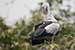 Birds Photography-Copyright © 2011 Dewakar Chandran birds photography