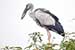 Birds Photography-Copyright © 2011 Dewakar Chandran birds photography