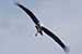 Birds Photography-Copyright © 2011 Dewakar Chandran birds photography